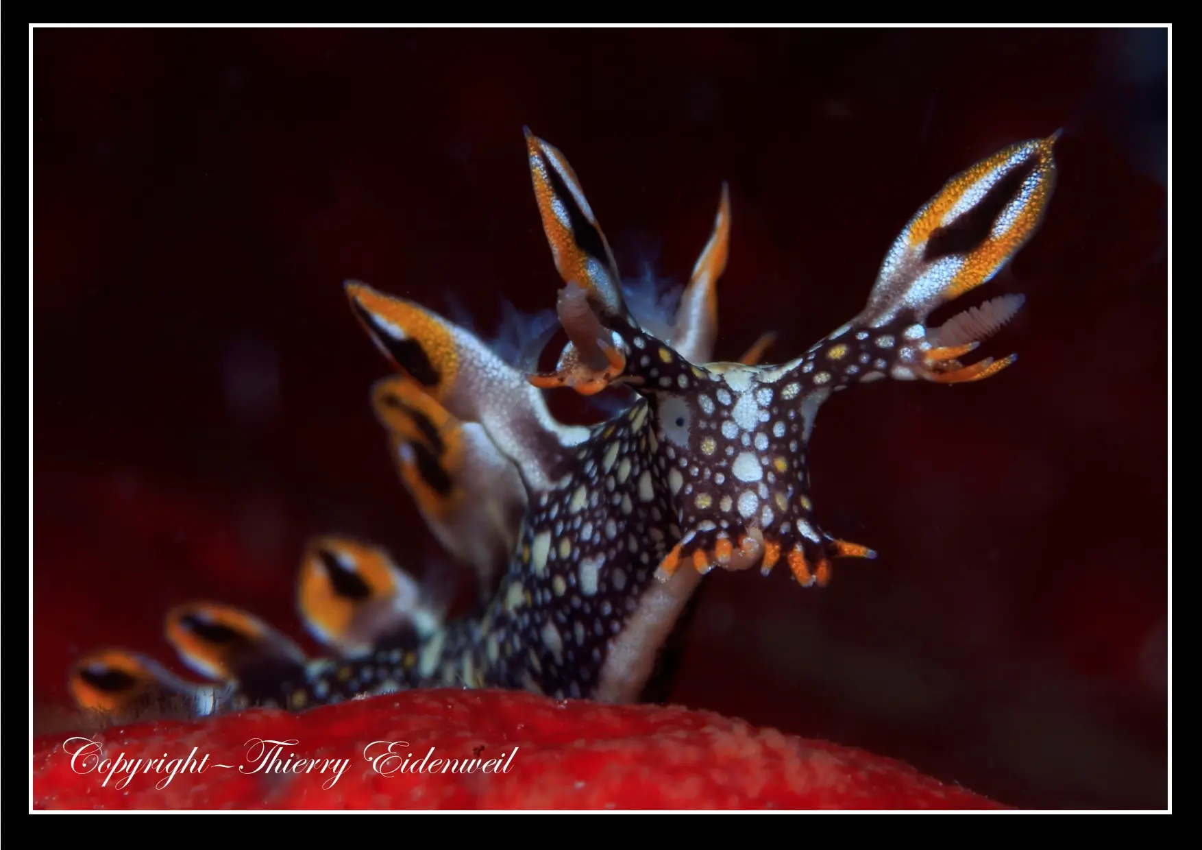 Anilao Macro Dive Media Highlight